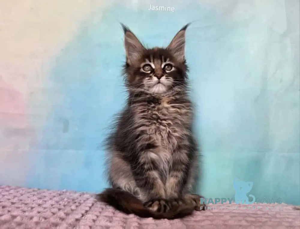 Jasmine Maine Coon female black tortie ticked tabby live animals