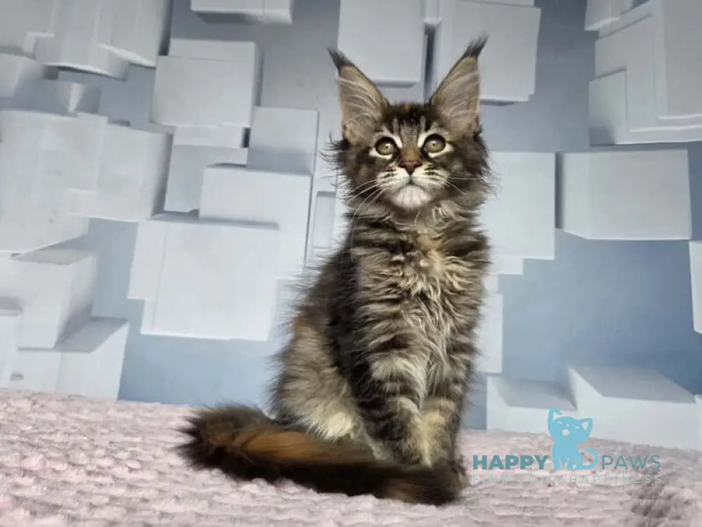 Jasmine Maine Coon female black tortie ticked tabby live animals