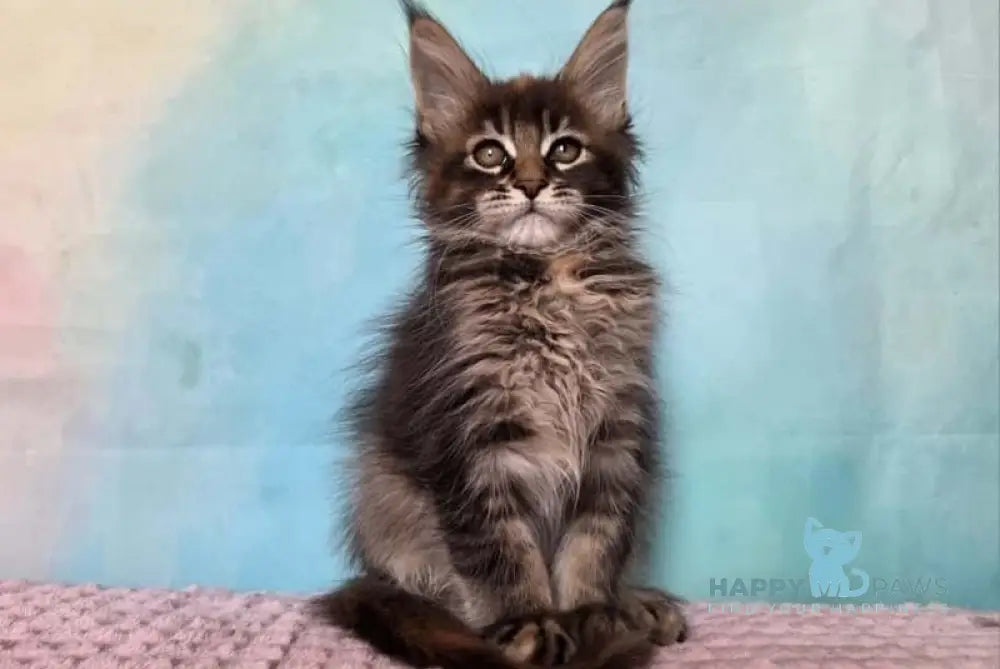 Jasmine Maine Coon female black tortie ticked tabby live animals
