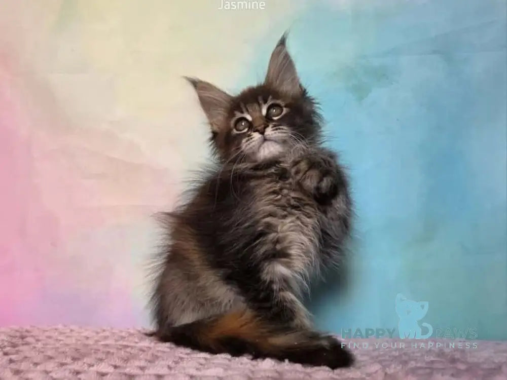 Jasmine Maine Coon female black tortie ticked tabby live animals