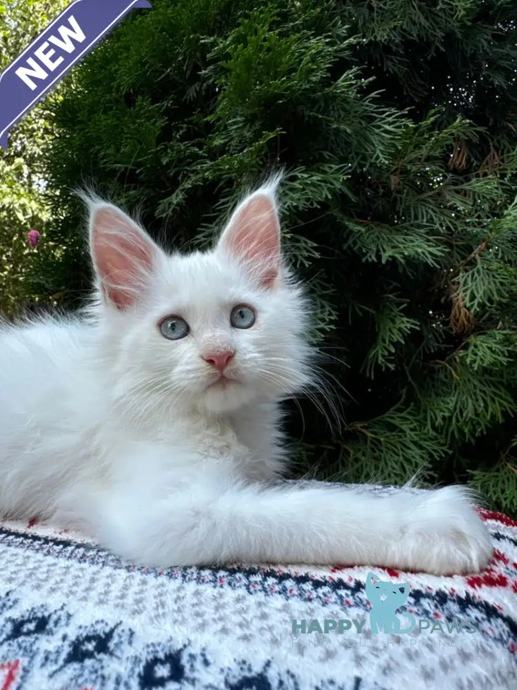 Jasmine Maine Coon female white live animals