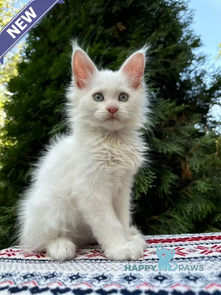 Jasmine Maine Coon female white live animals