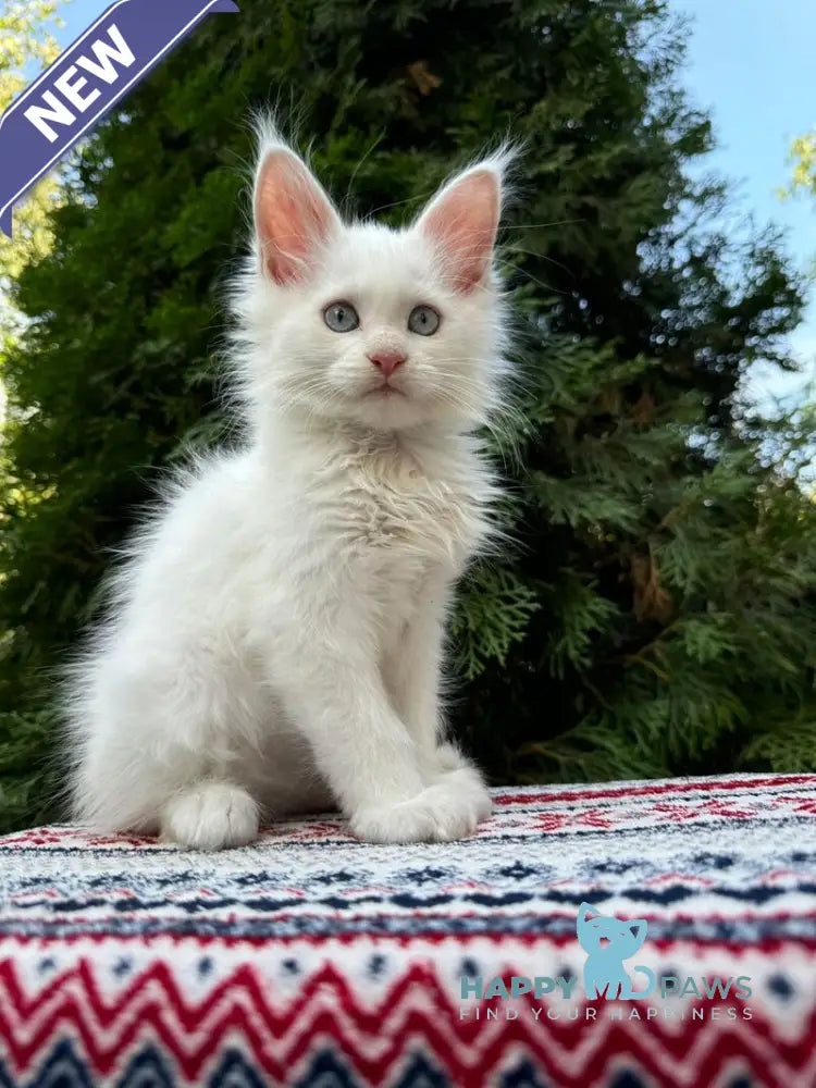 Jasmine Maine Coon female white live animals