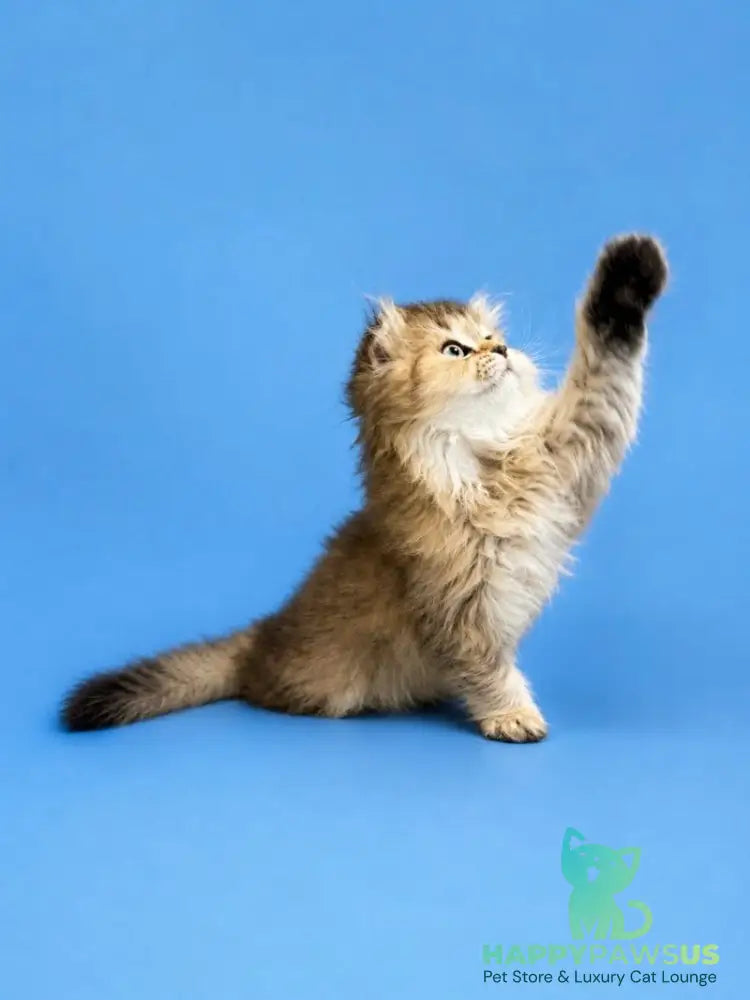 Jasmine Scottish Fold female black golden ticked tabby - live animals
