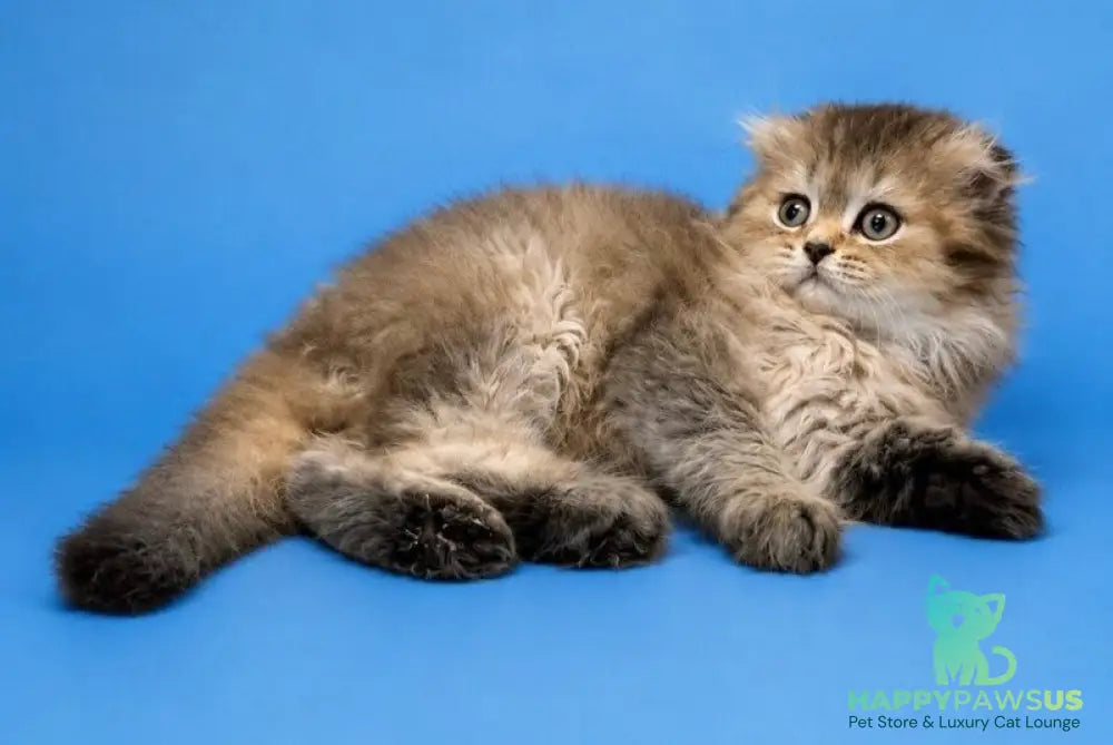 Jasmine Scottish Fold female black golden ticked tabby - live animals