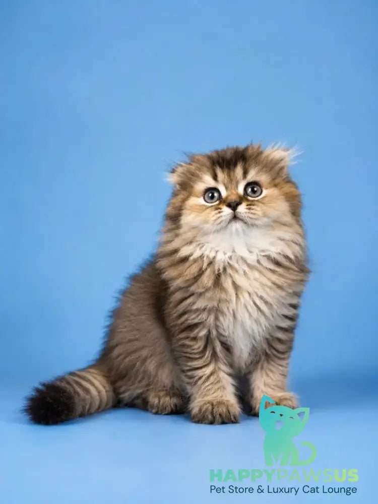 Jasmine Scottish Fold female black golden ticked tabby - live animals