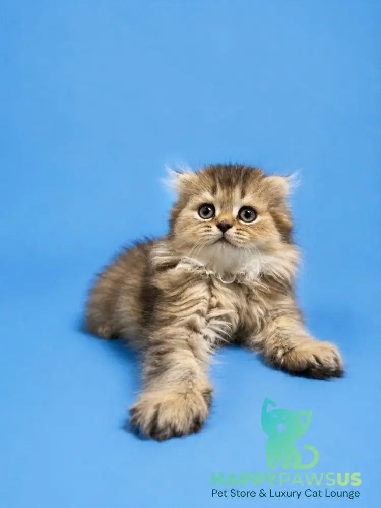 Jasmine Scottish Fold female black golden ticked tabby - live animals