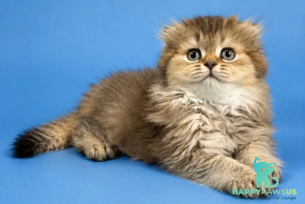 Jasmine Scottish Fold female black golden ticked tabby - live animals