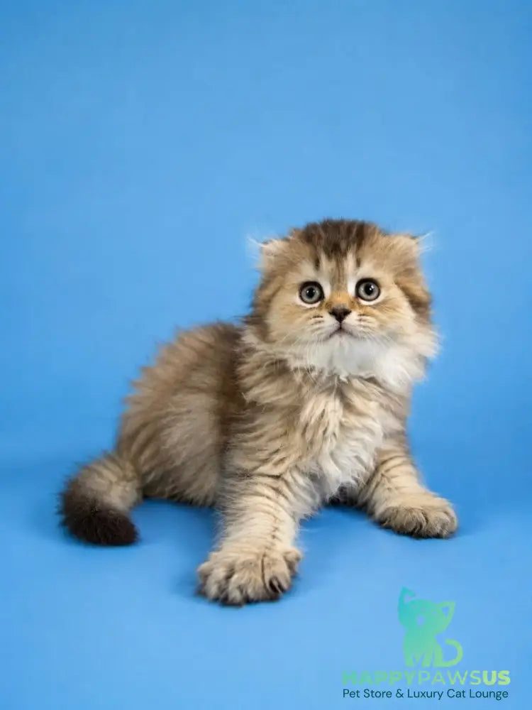 Jasmine Scottish Fold female black golden ticked tabby - live animals