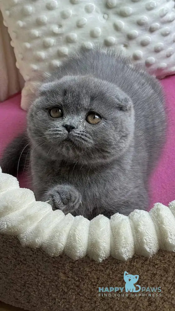 Jasmine Scottish Fold female blue live animals
