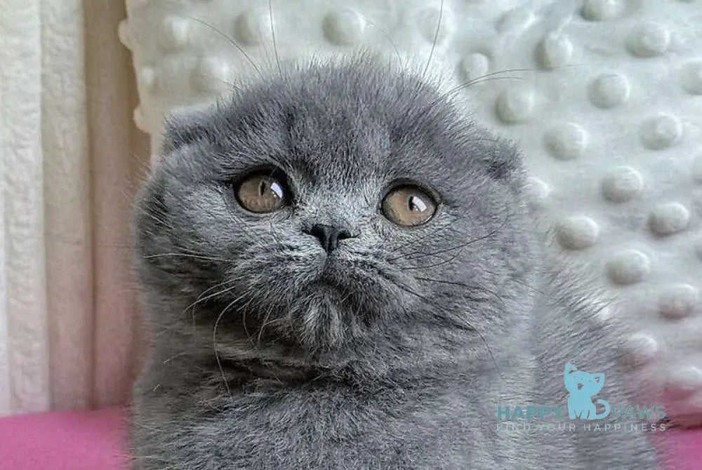 Jasmine Scottish Fold female blue live animals