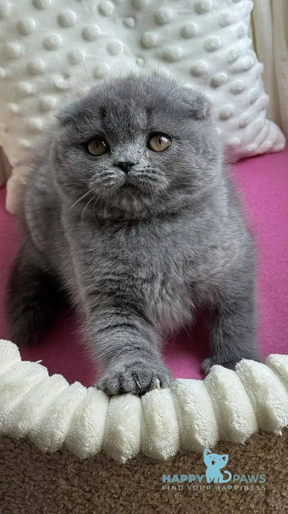 Jasmine Scottish Fold female blue live animals