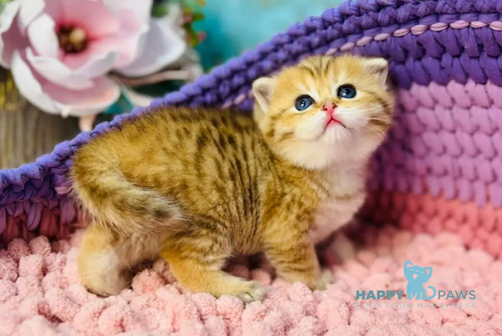 Jasmine Scottish Straight female black golden spotted tabby live animals
