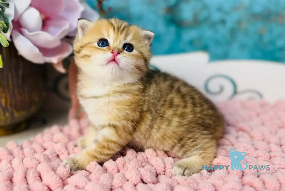 Jasmine Scottish Straight female black golden spotted tabby live animals