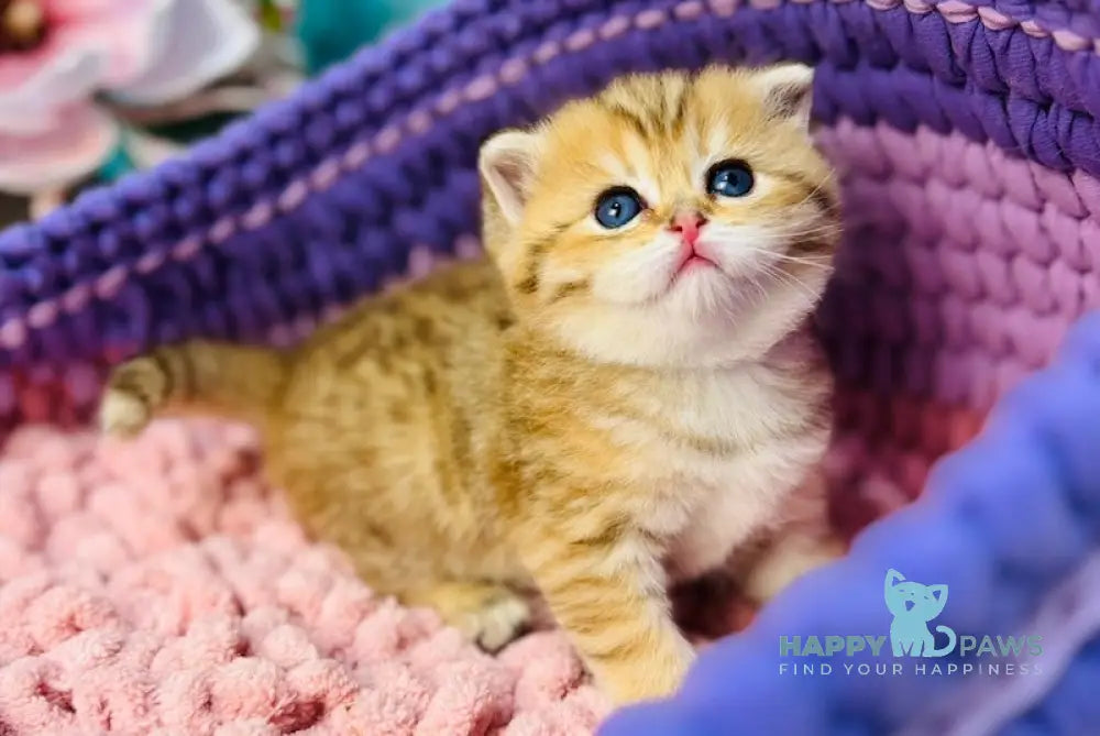 Jasmine Scottish Straight female black golden spotted tabby live animals