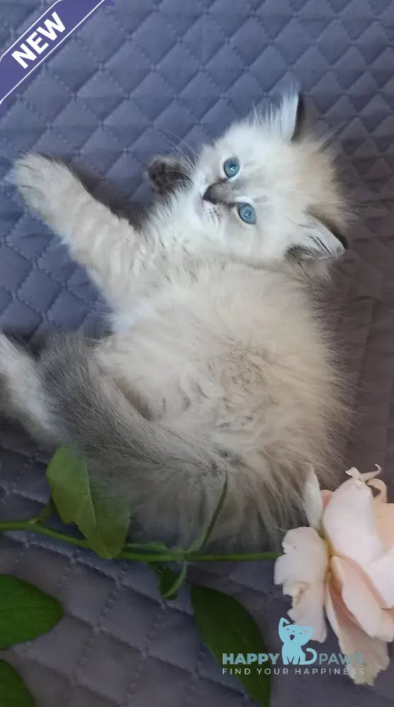Jasmine Siberian female black tabby pointed live animals