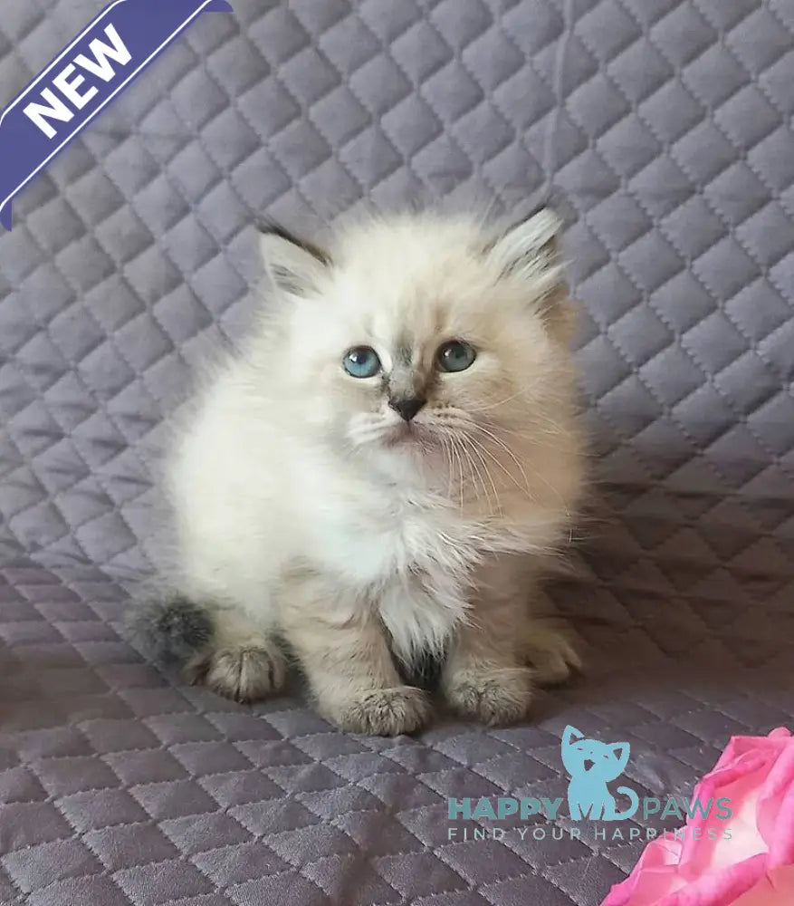 Jasmine Siberian female black tabby pointed live animals