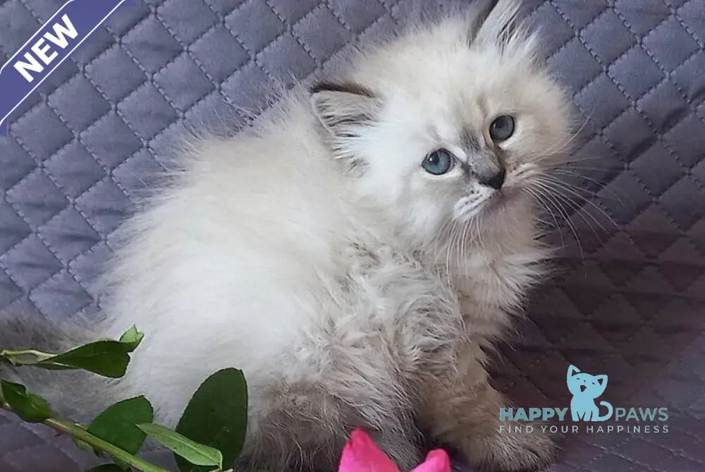Jasmine Siberian female black tabby pointed live animals