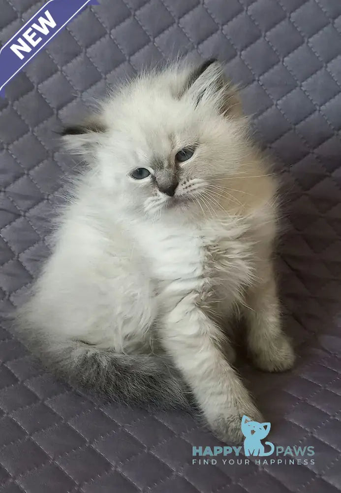 Jasmine Siberian female black tabby pointed live animals