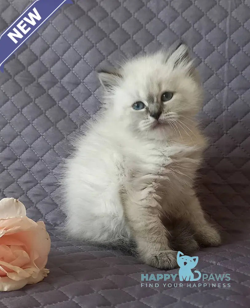 Jasmine Siberian female black tabby pointed live animals