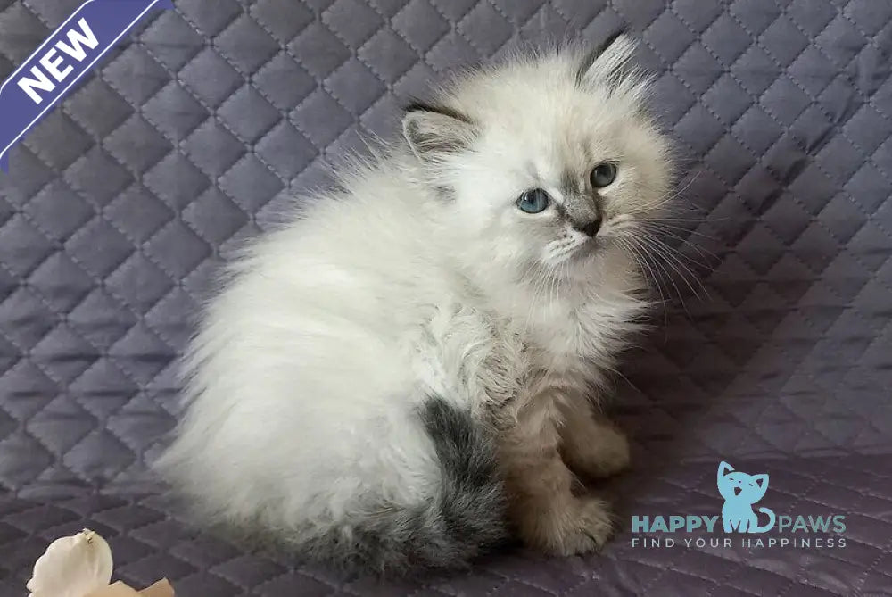 Jasmine Siberian female black tabby pointed live animals