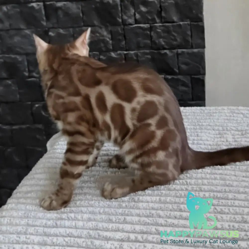 Jason Bengal male black amber spotted tabby pointed - live animals