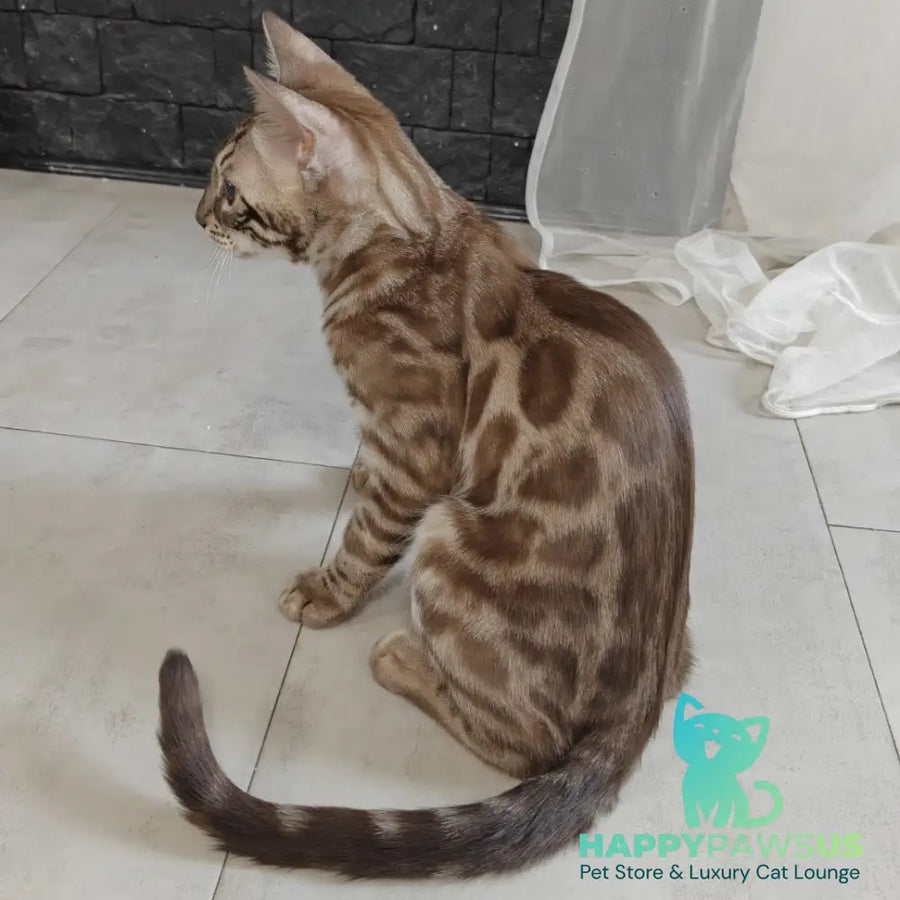 Jason Bengal male black amber spotted tabby pointed - live animals