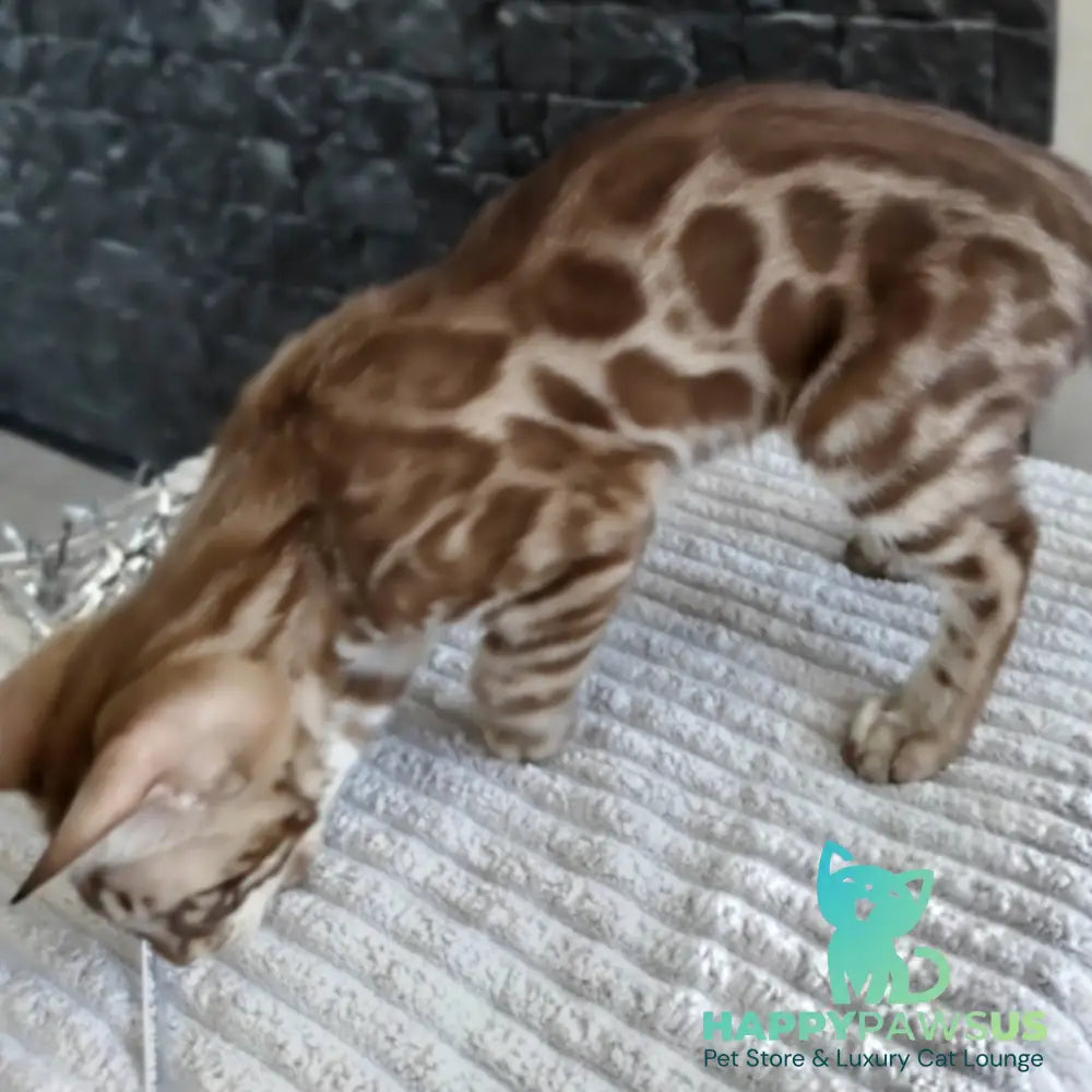 Jason Bengal male black amber spotted tabby pointed - live animals