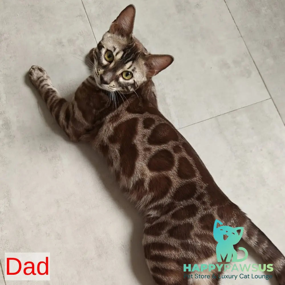 Jason Bengal male black amber spotted tabby pointed - live animals