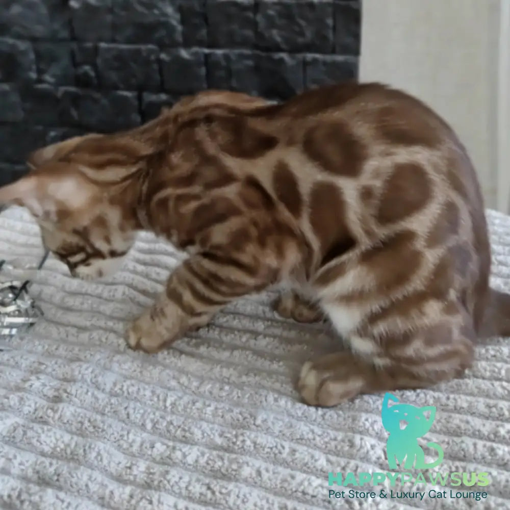 Jason Bengal male black amber spotted tabby pointed - live animals