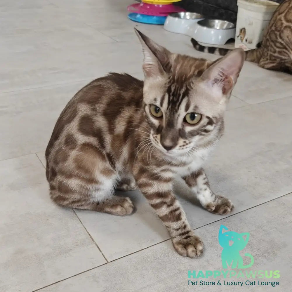 Jason Bengal male black amber spotted tabby pointed - live animals