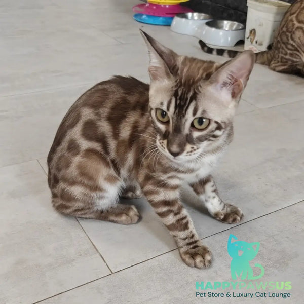 Jason Bengal male black amber spotted tabby pointed - live animals