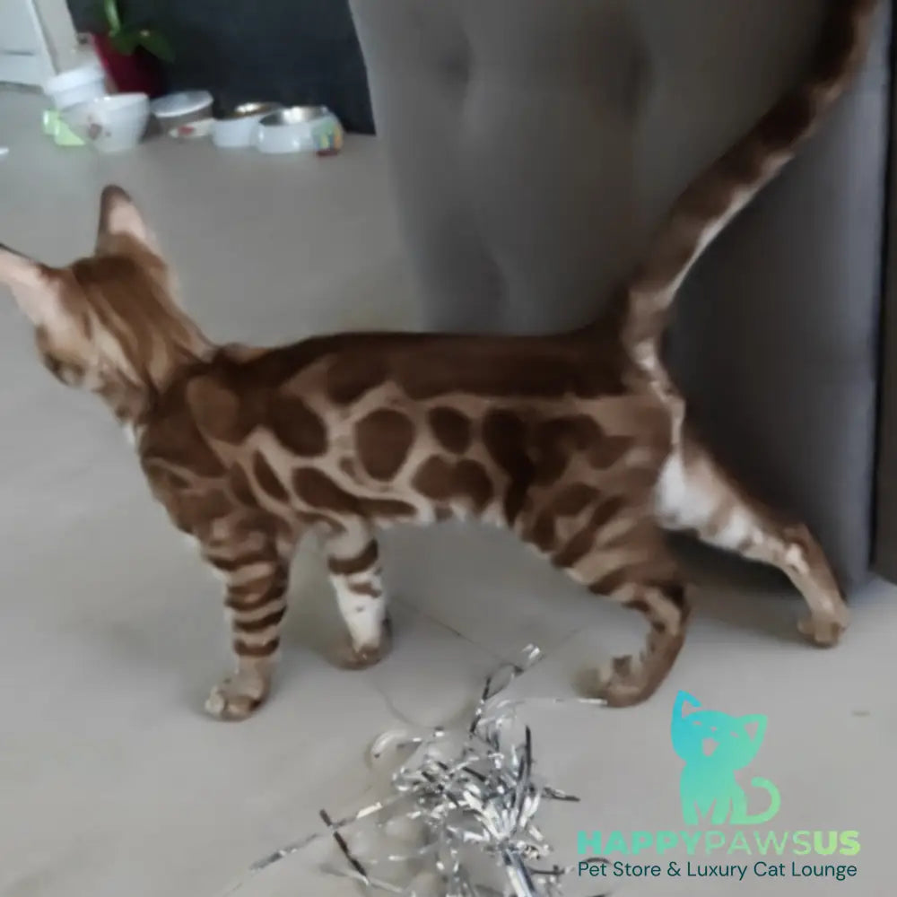 Jason Bengal male black amber spotted tabby pointed - live animals