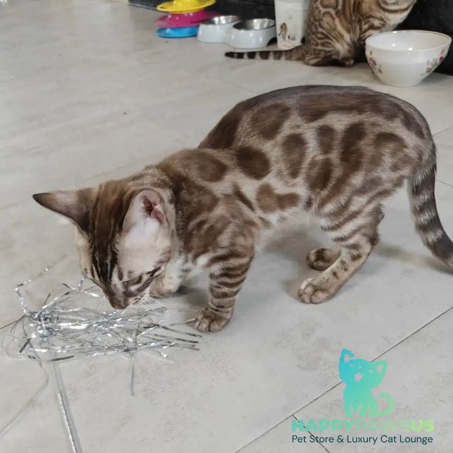 Jason Bengal male black amber spotted tabby pointed - live animals