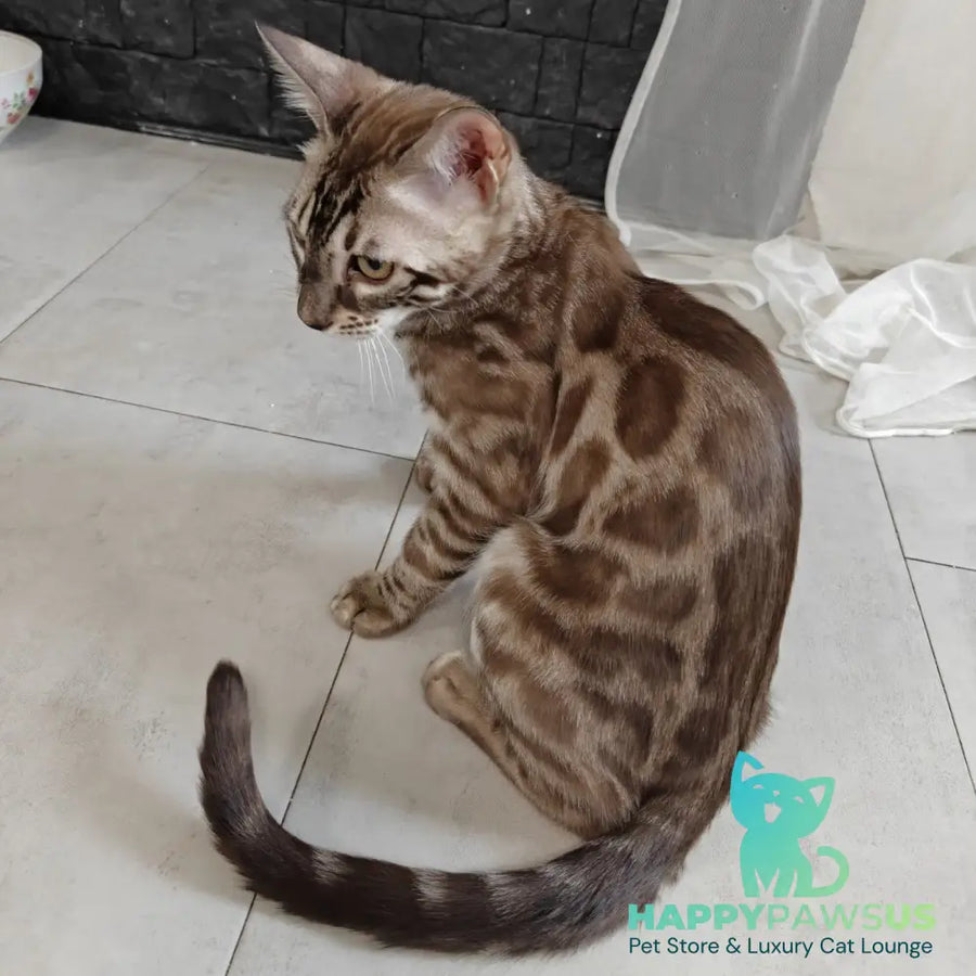 Jason Bengal male black amber spotted tabby pointed - live animals
