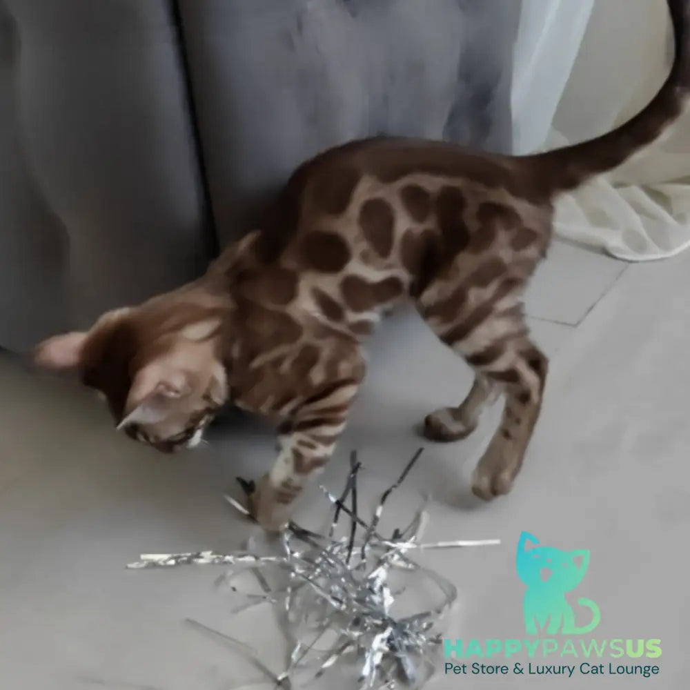 Jason Bengal male black amber spotted tabby pointed - live animals