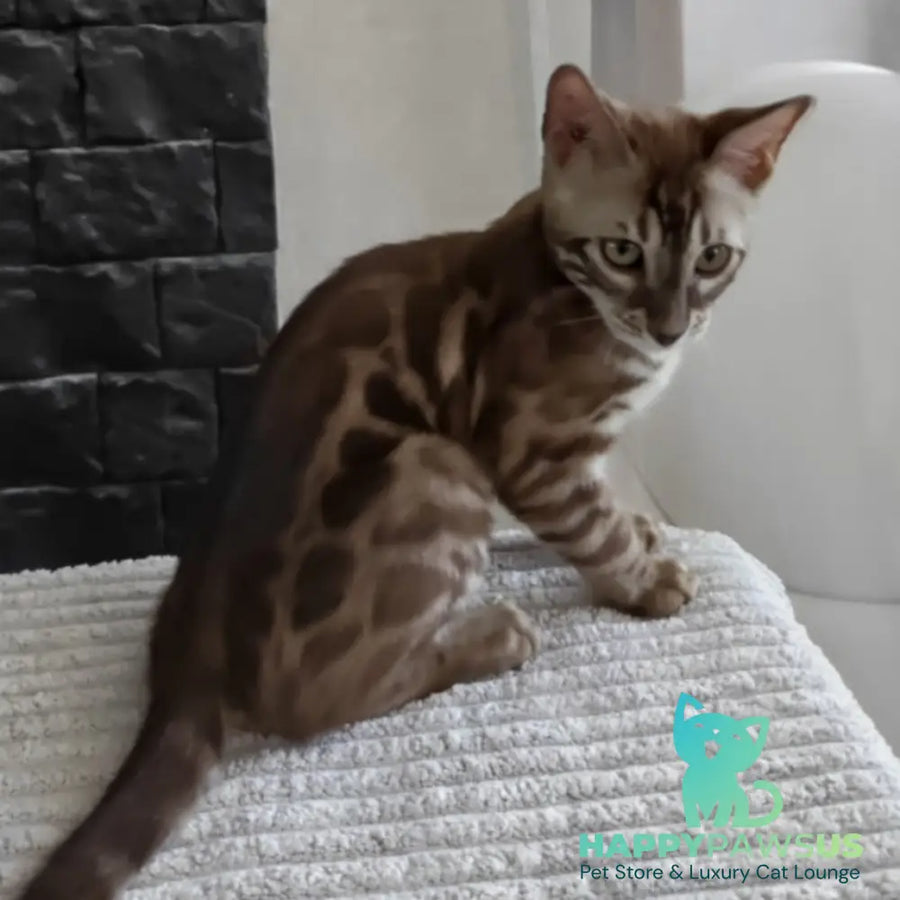 Jason Bengal male black amber spotted tabby pointed - live animals