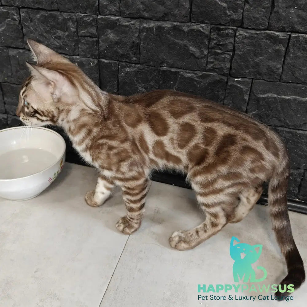 Jason Bengal male black amber spotted tabby pointed - live animals