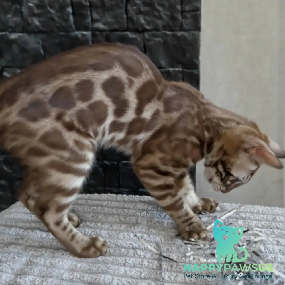 Jason Bengal male black amber spotted tabby pointed - live animals
