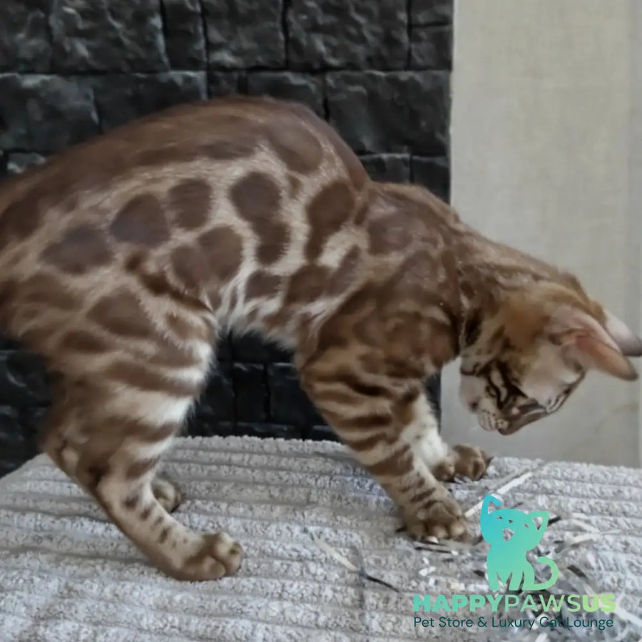 Jason Bengal male black amber spotted tabby pointed - live animals