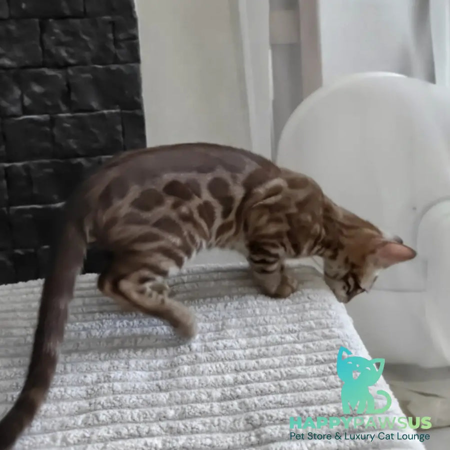 Jason Bengal male black amber spotted tabby pointed - live animals