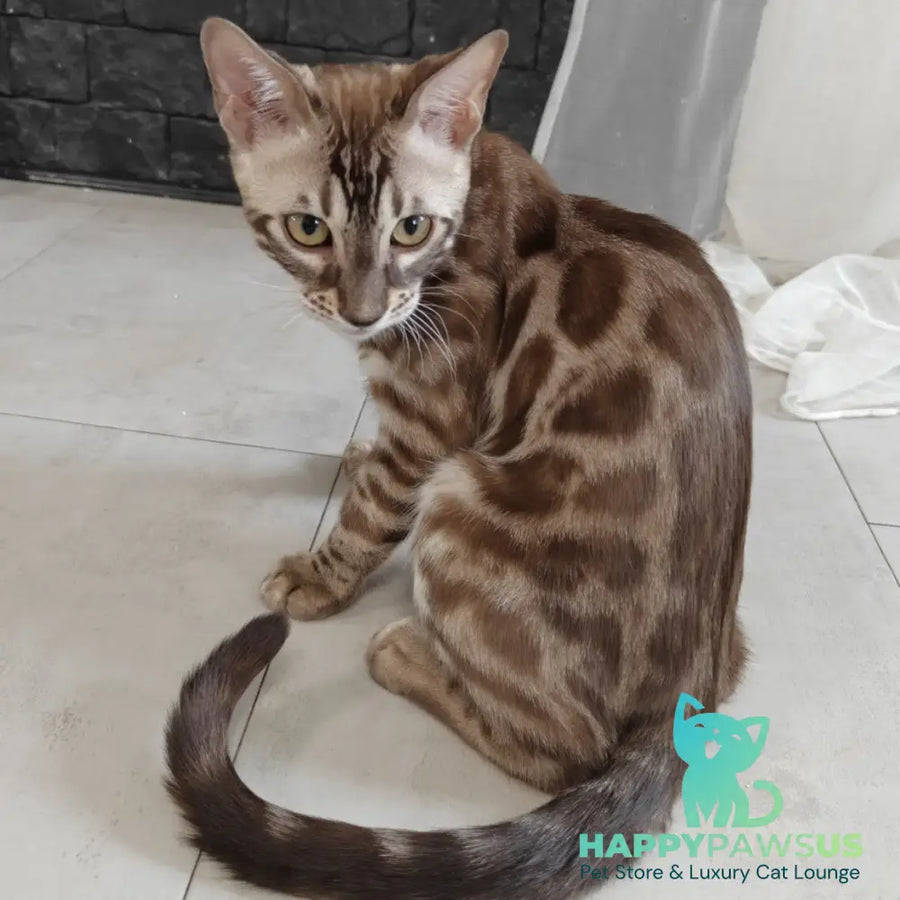 Jason Bengal male black amber spotted tabby pointed - live animals