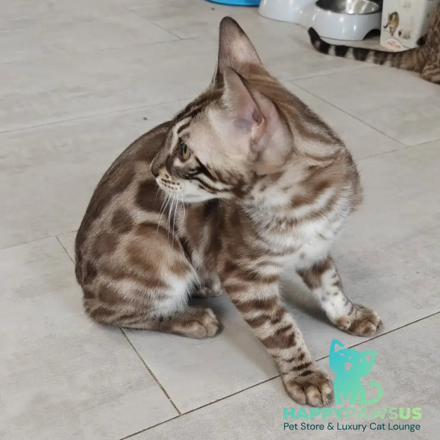 Jason Bengal male black amber spotted tabby pointed - live animals