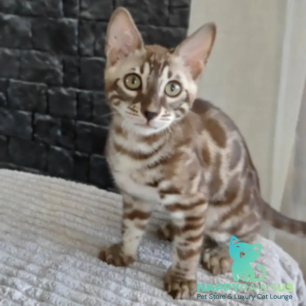 Jason Bengal male black amber spotted tabby pointed - live animals