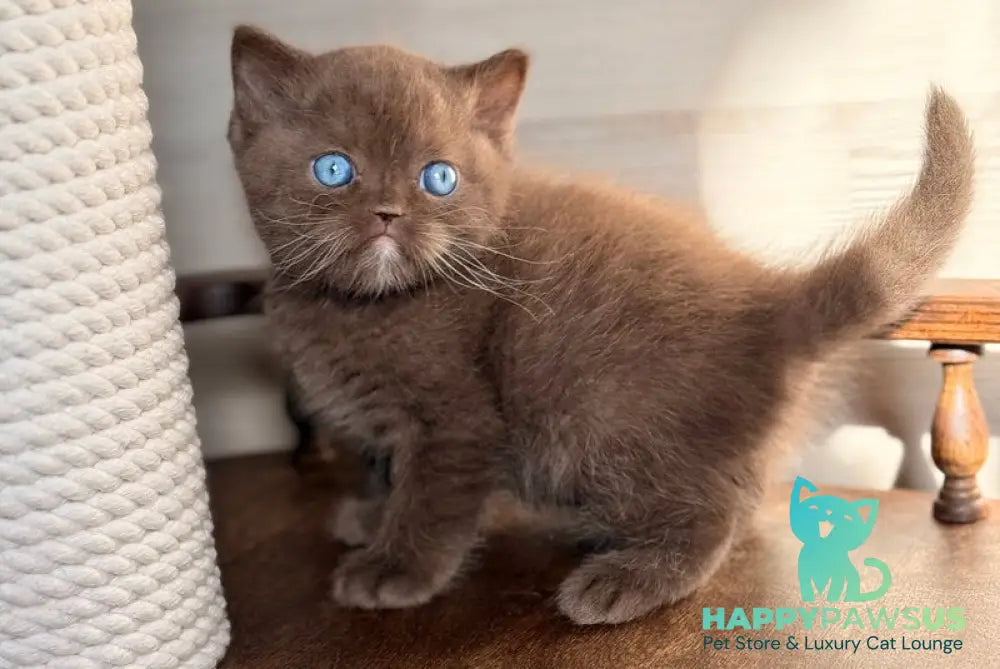 Jason British Shorthair male chocolate with white - live animals