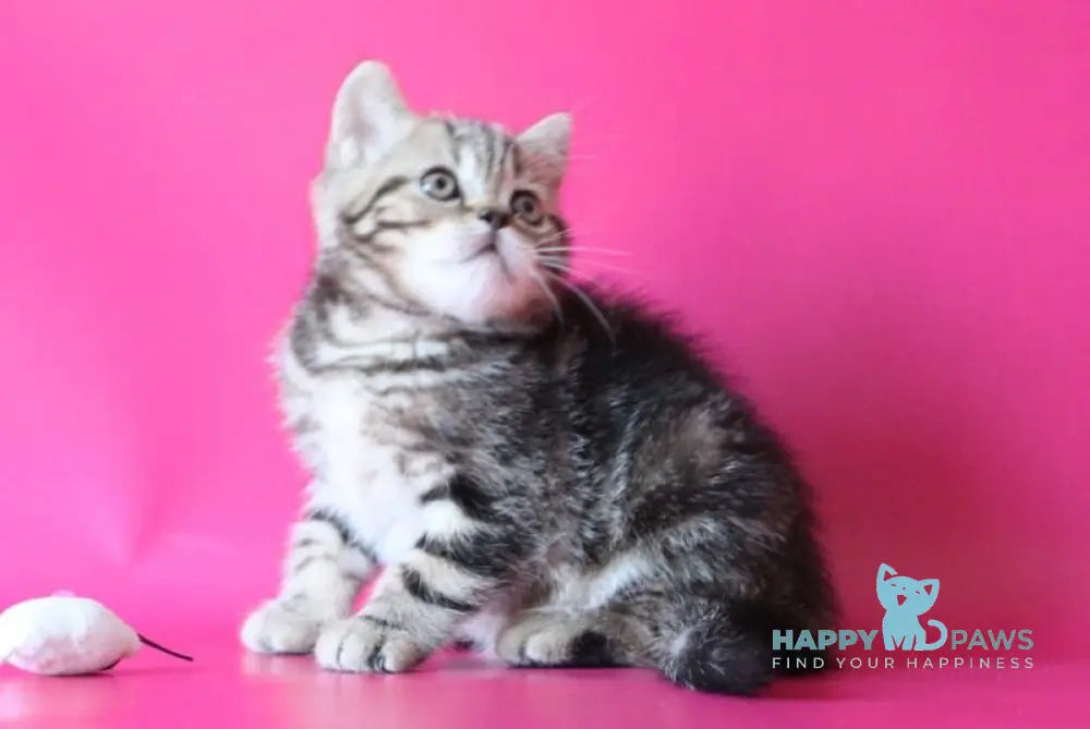 Jason Scottish Straight male black tabby live animals