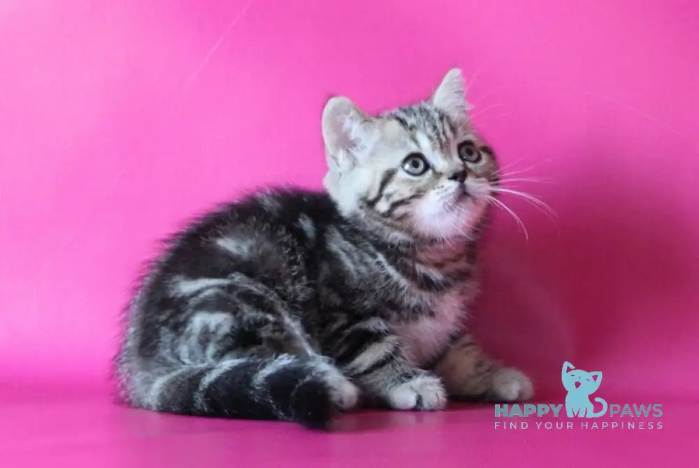 Jason Scottish Straight male black tabby live animals