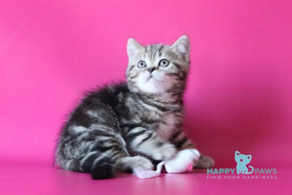 Jason Scottish Straight male black tabby live animals