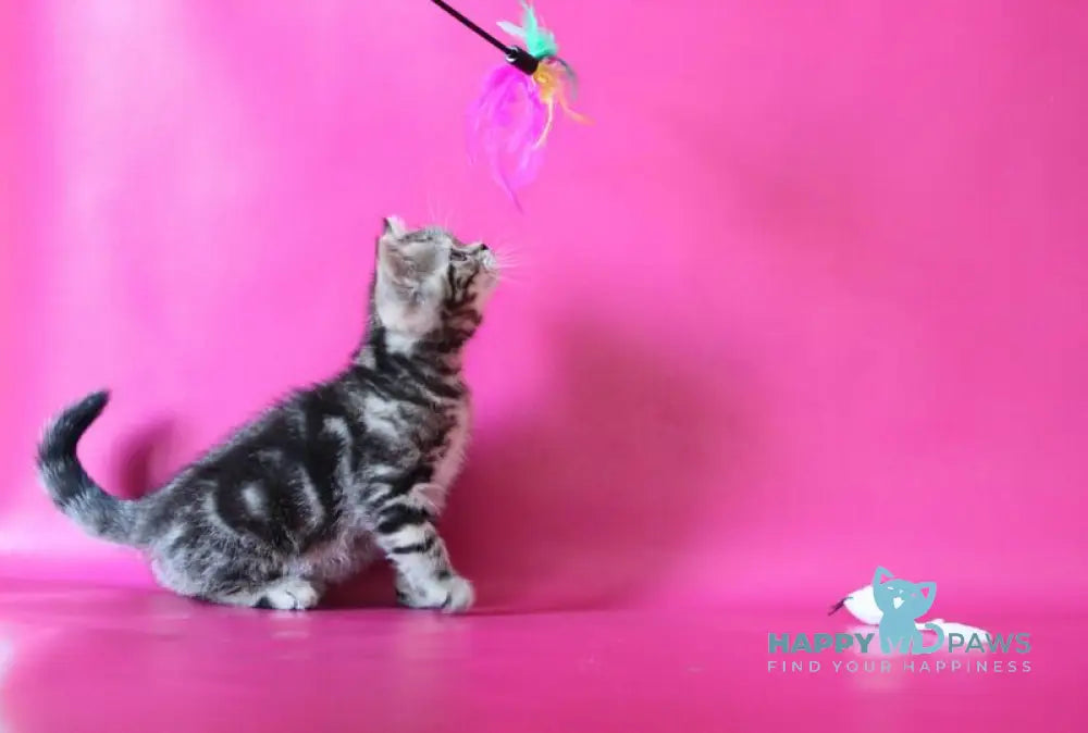 Jason Scottish Straight male black tabby live animals