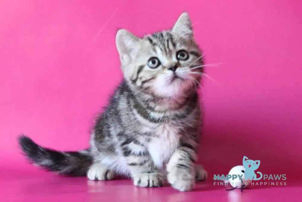 Jason Scottish Straight male black tabby live animals